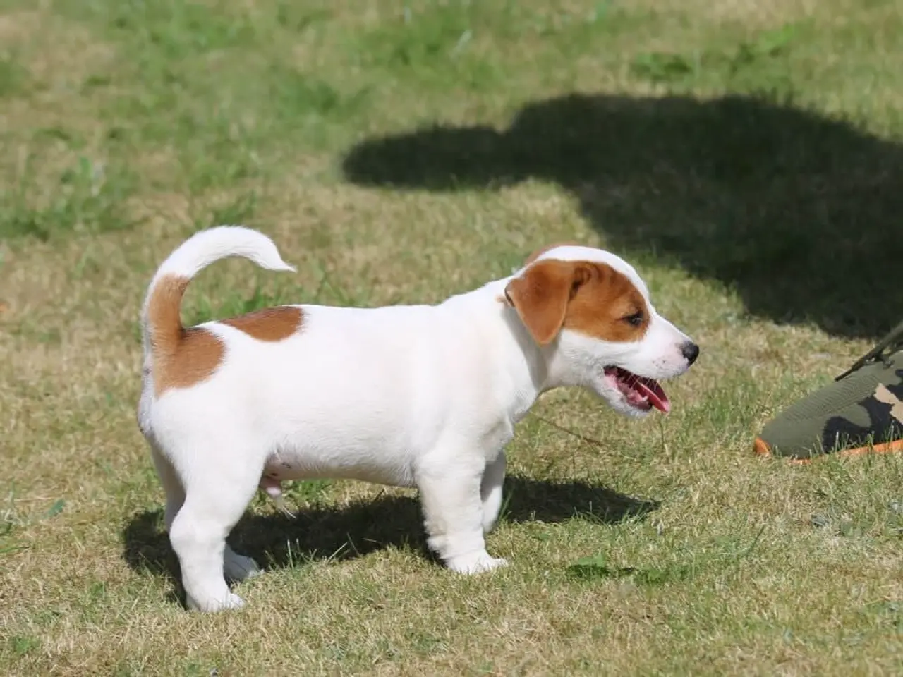 Billede 4 - DKK Jack Russell hvalpe – 1 han tilbage "Birk"