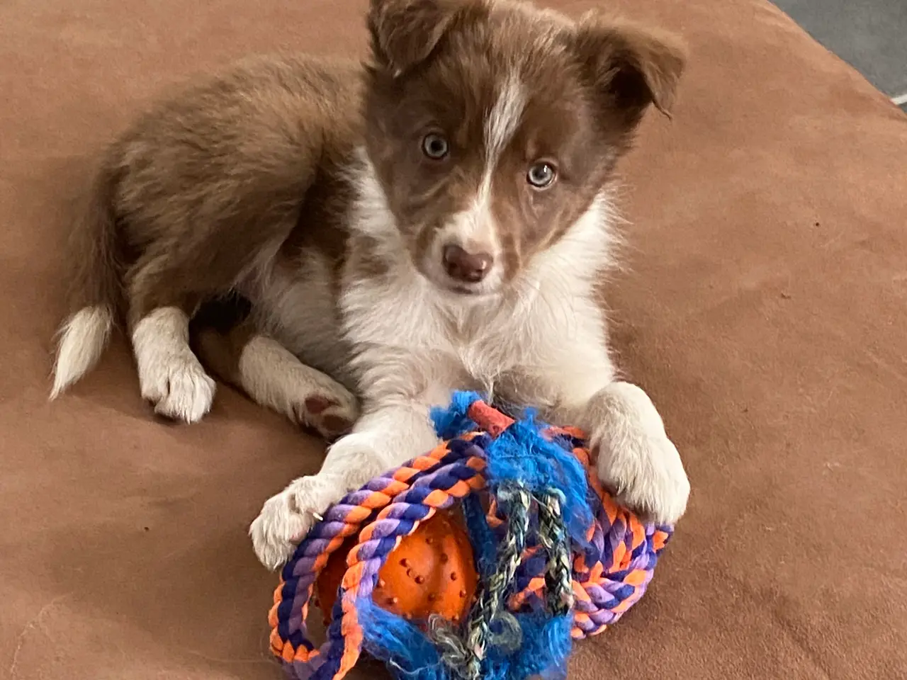 Billede 7 - Border Collie Så er vi Klar