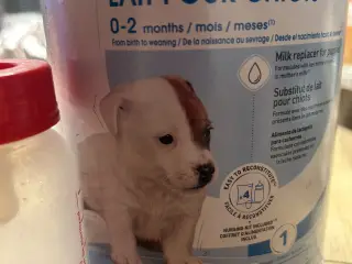 Hvalpemælke erstatning