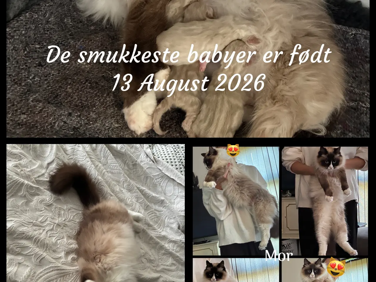 Billede 1 - Smukke Killinger til de kærligste og bedste hjem