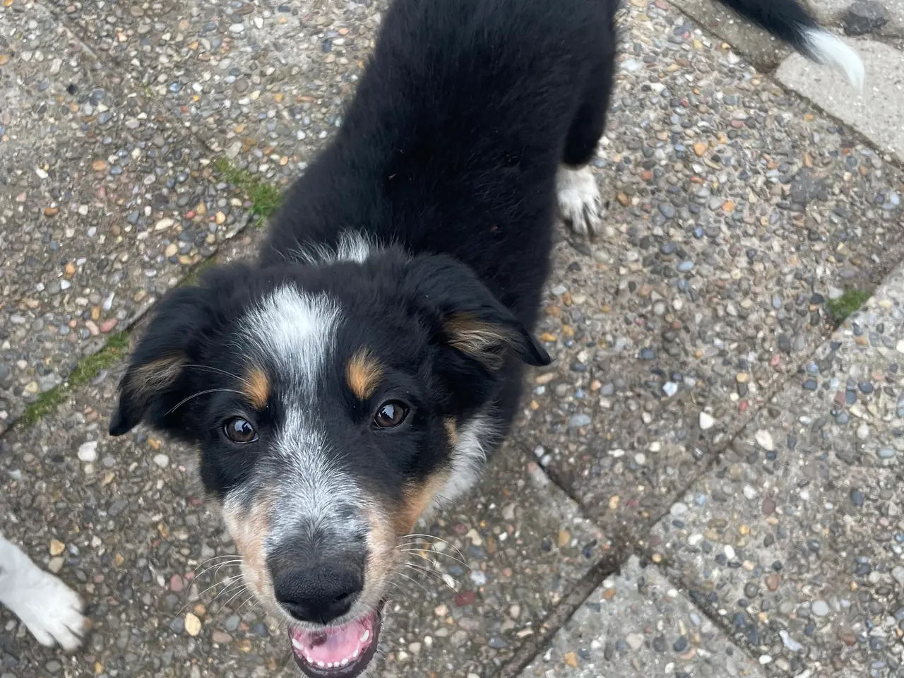 Billede 11 - Border Collie hvalpe 