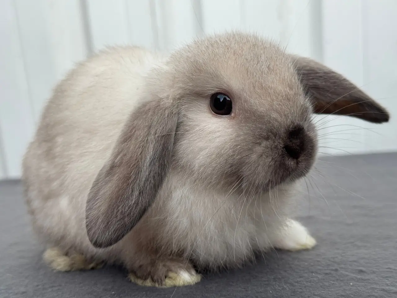 Billede 7 - Mini lop hunkanin