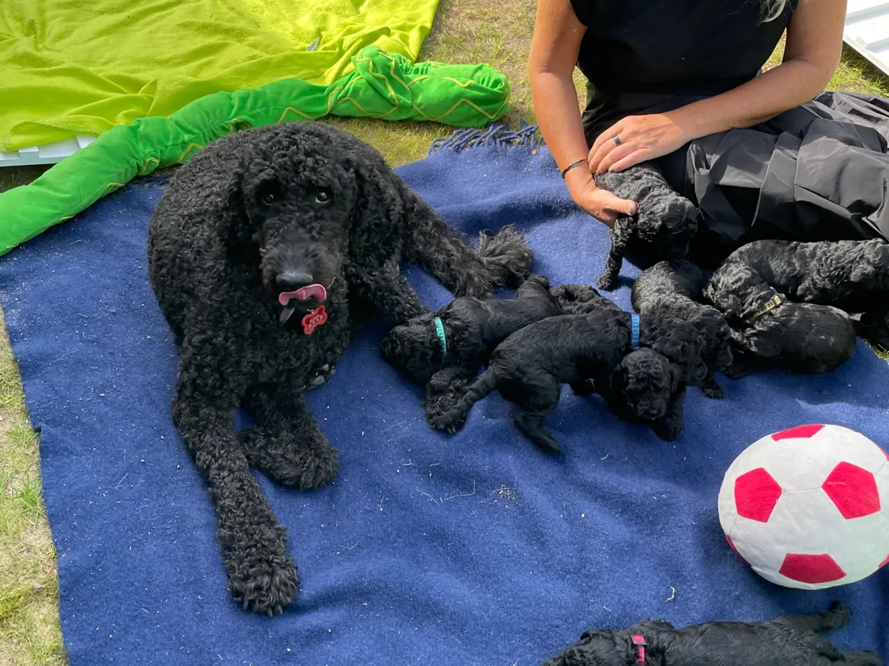 Billede 4 - Cavapoo F1B