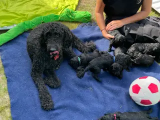 Cavapoo F1B - 4