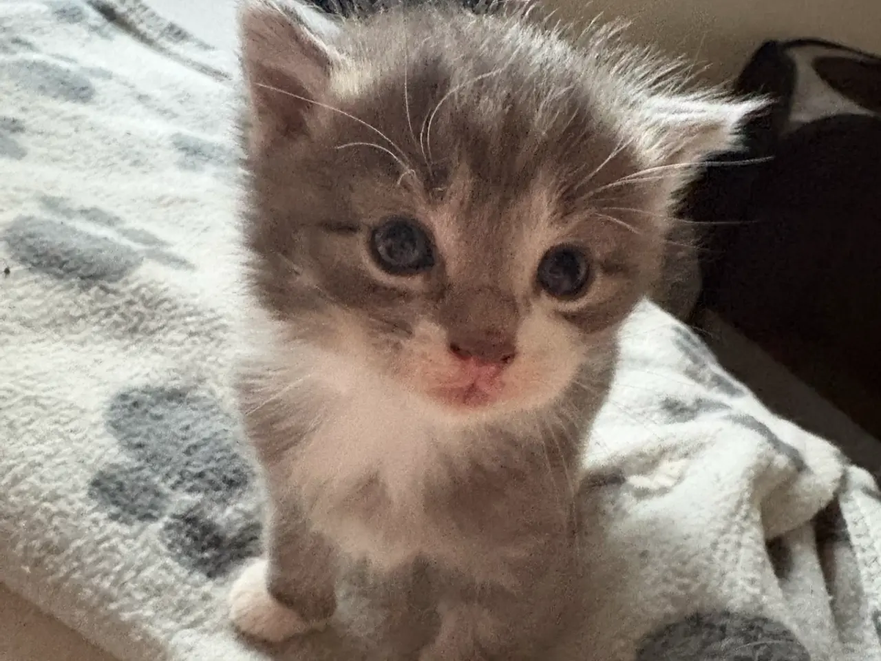 Billede 9 - 5 Maine coon blandings killinger