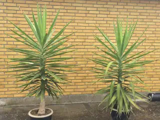 Yucca elephantipes var. gigantea
