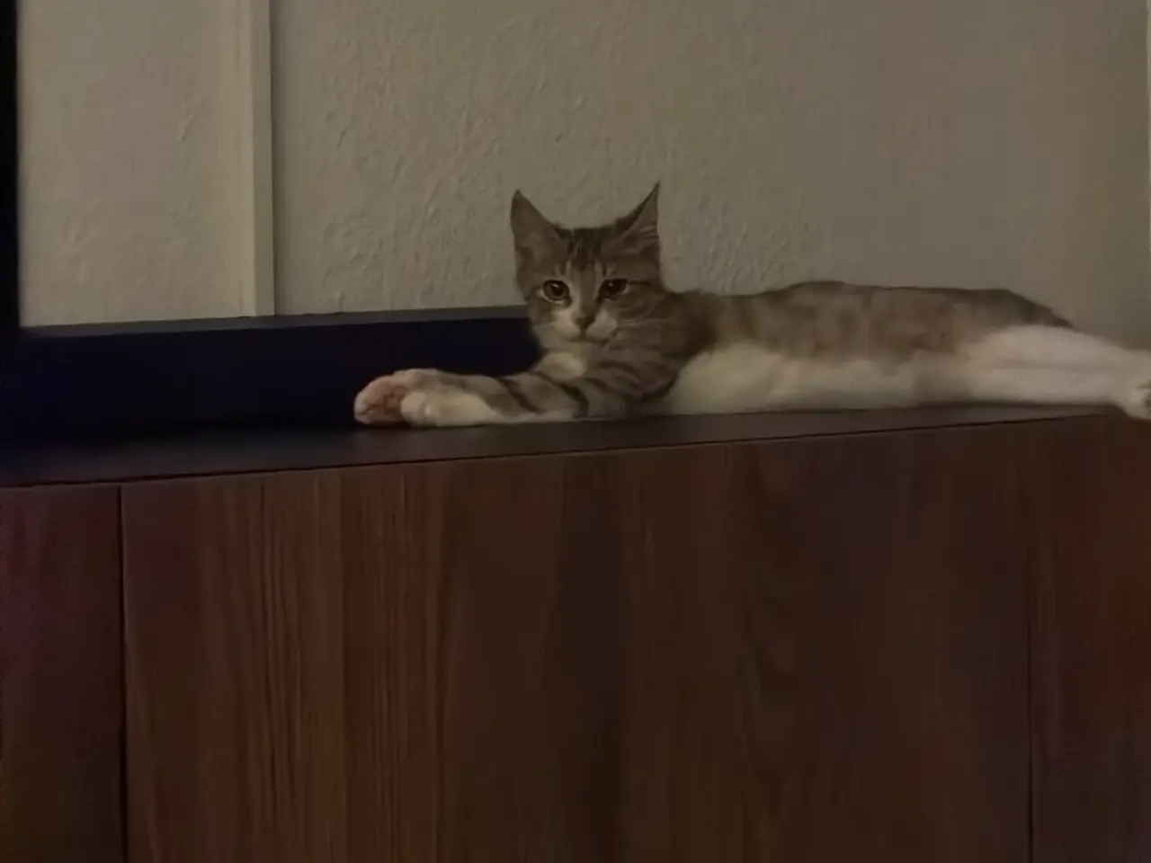 Billede 2 - Leo, kattekilling