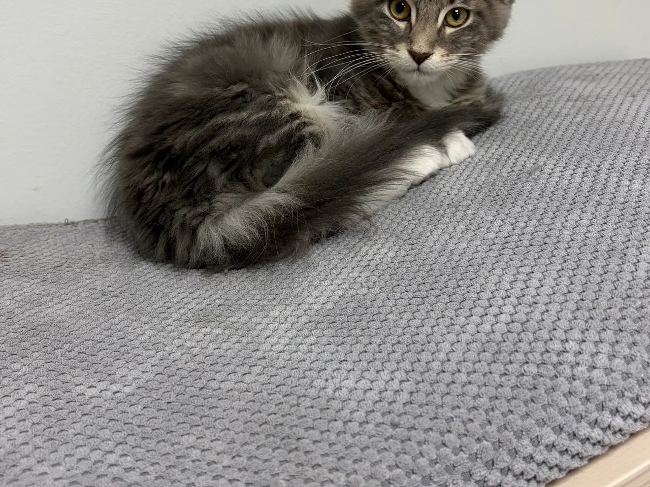 Billede 4 - Smuk Maine Coon pige