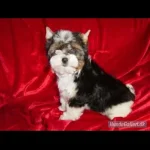 Bieweryorkshire terrier 