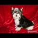 Bieweryorkshire terrier 