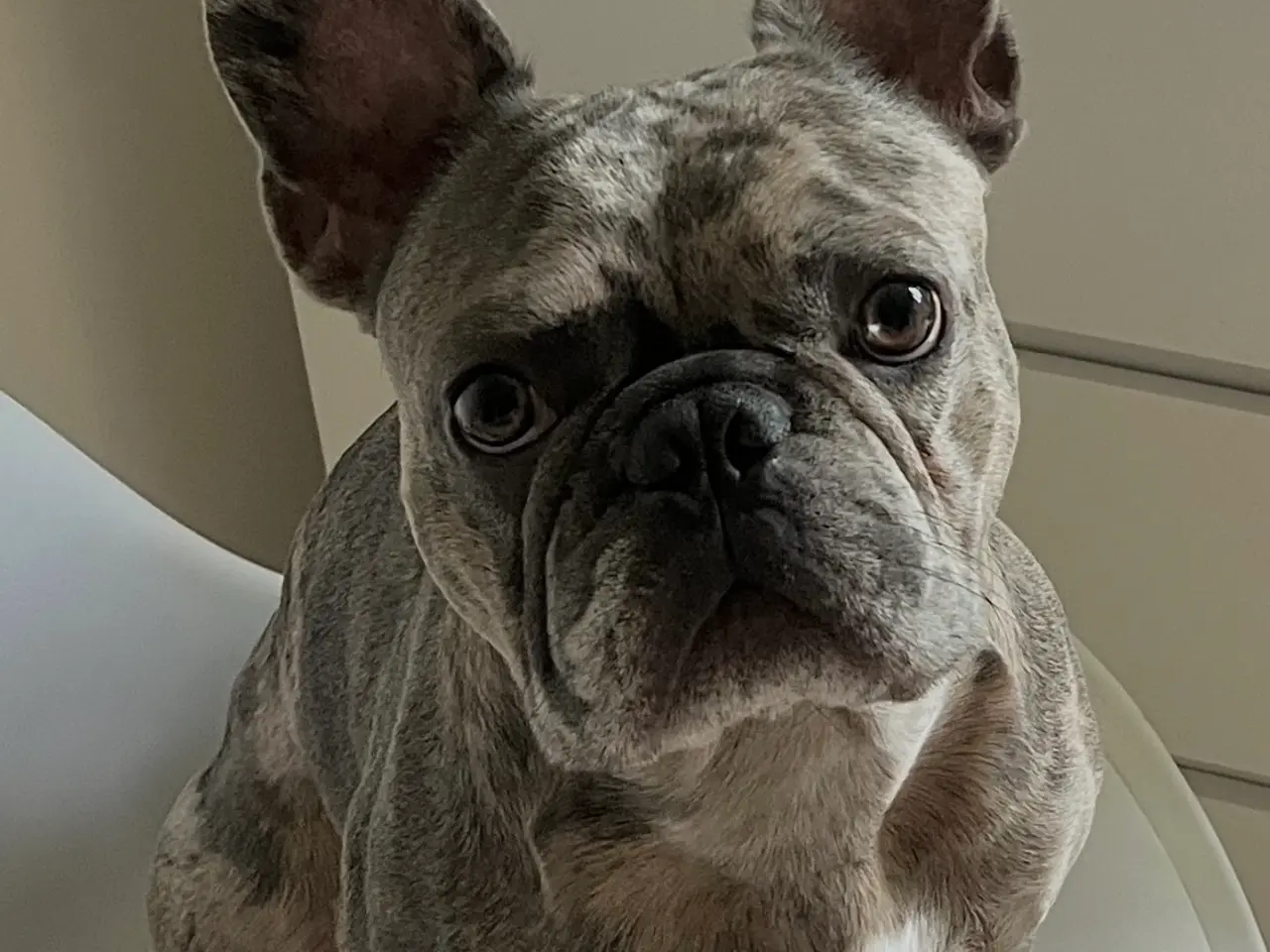 Billede 5 - Fransk Bulldog til parring🐾🩵
