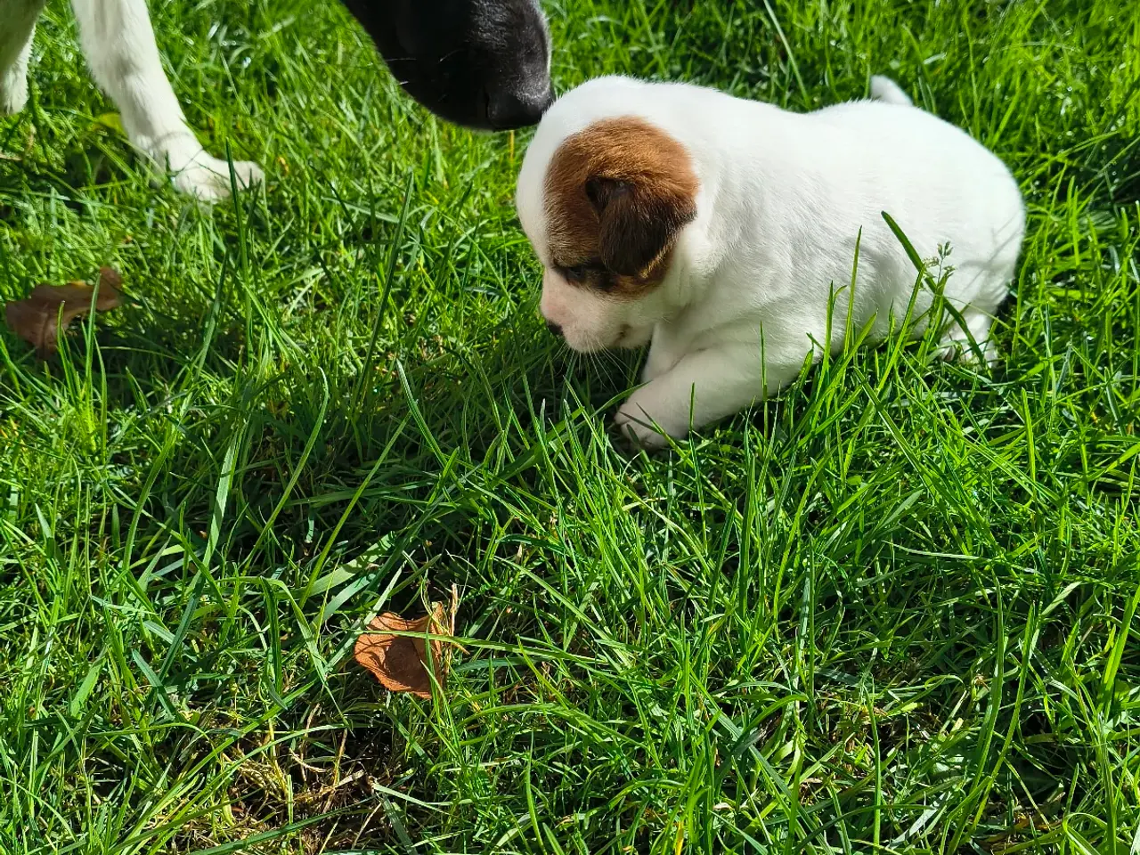 Billede 4 - Jack Russell Terrier hvalpe