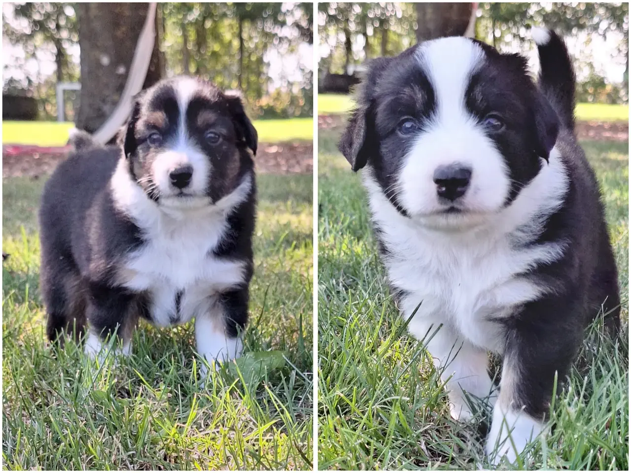 Billede 11 - Miniature American Shepherd hvalpe