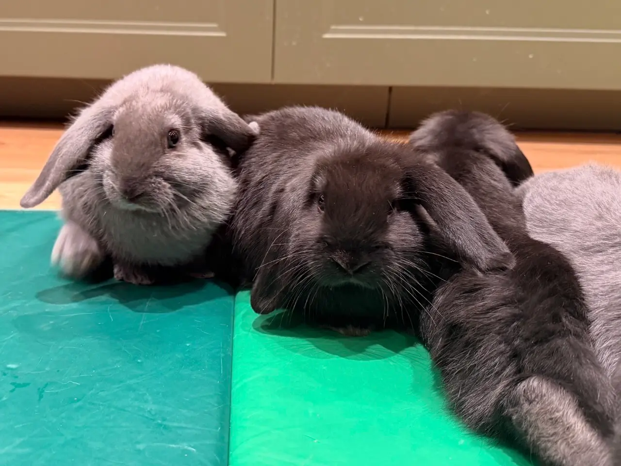 Billede 1 - Kaninunger søger hjem 🐰