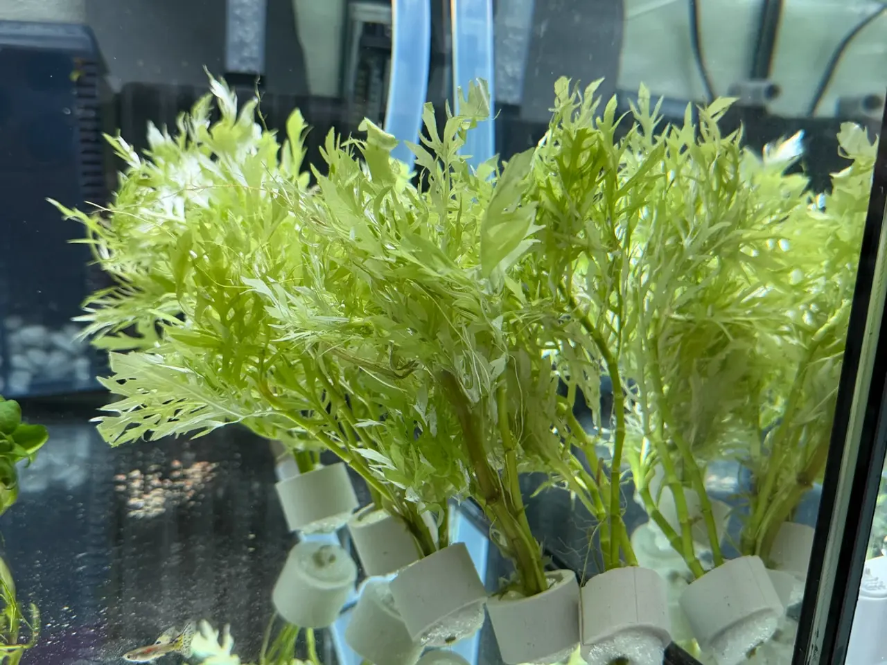 Billede 20 - Mange flere akvarie planter