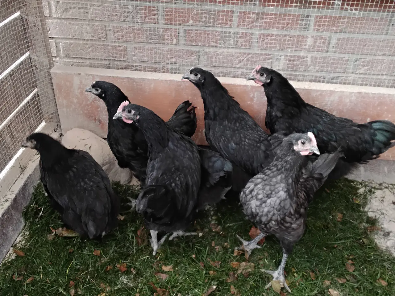 Billede 1 - Australorps haner