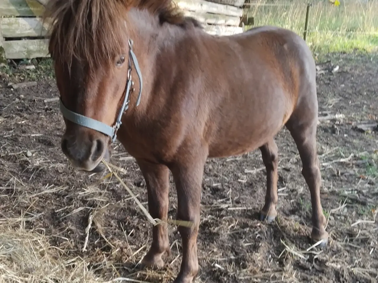 Billede 4 - Sødeste Lille shetter
