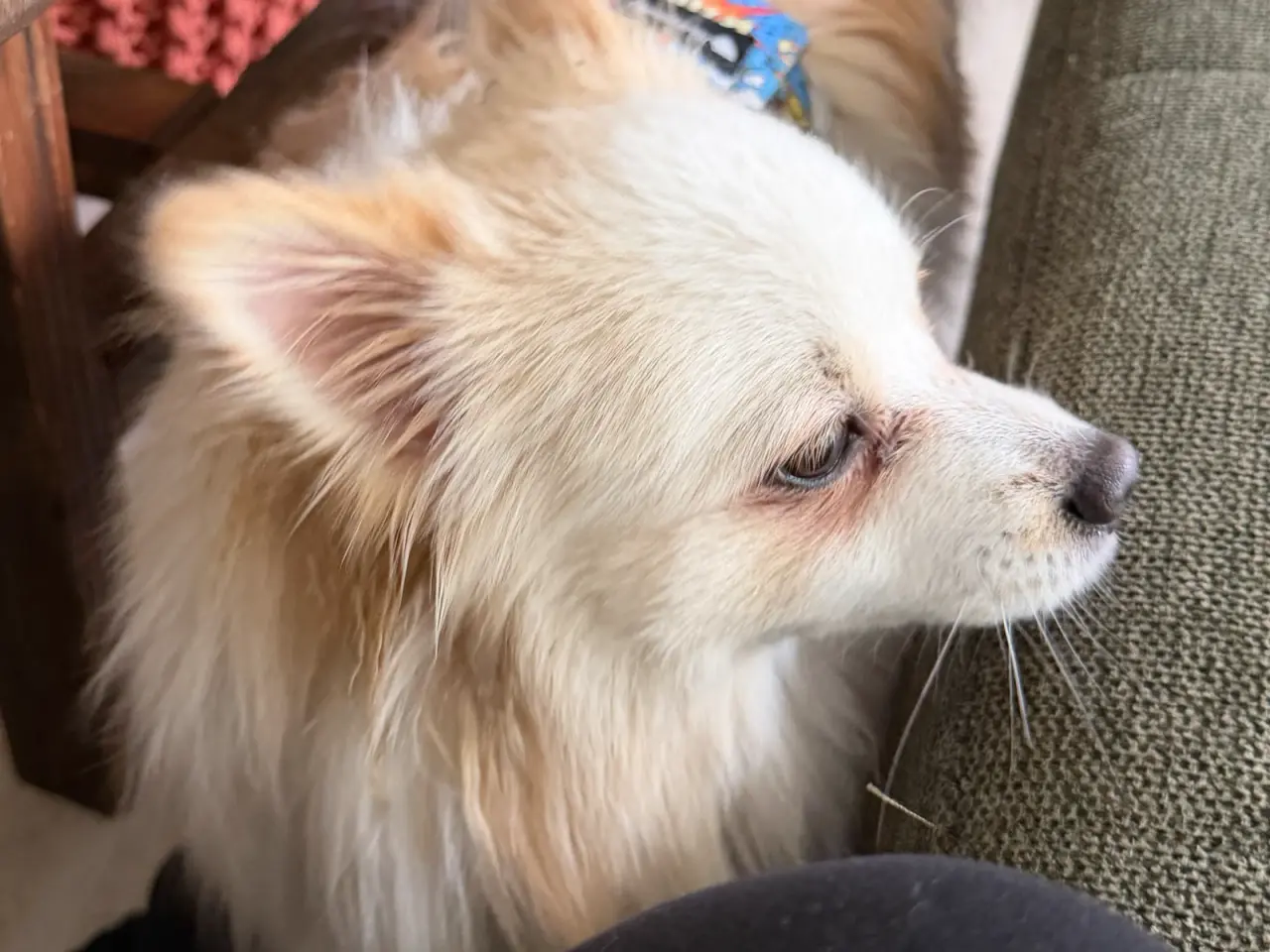 Billede 1 - Pomeranian hanhund på 10 måneder