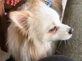 Pomeranian hanhund på 10 måneder