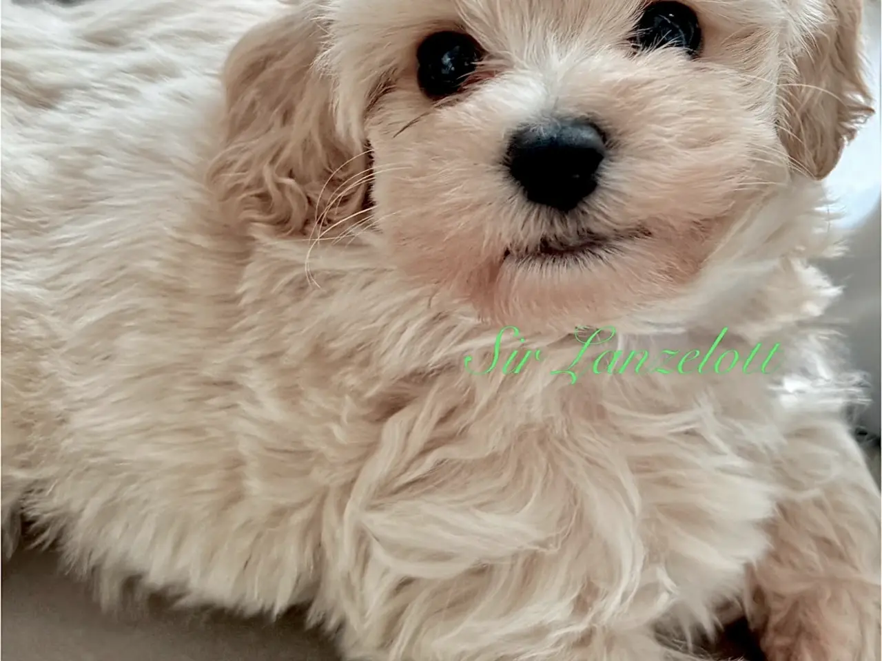 Billede 1 - 🐶 MALTIPOO startklar nu🐶🍀