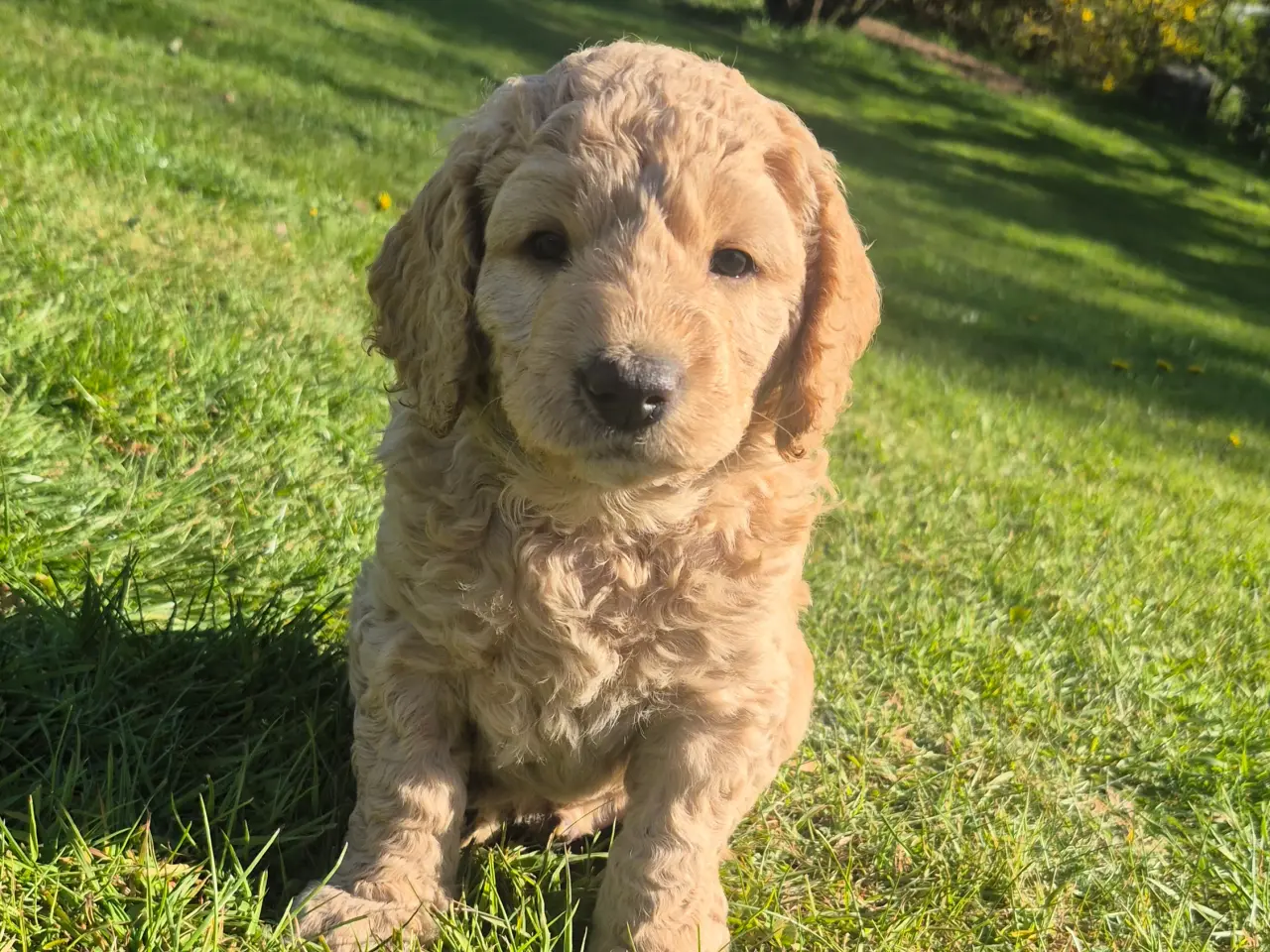 Billede 4 - Goldendoodle hvalpe - 14-21 kg