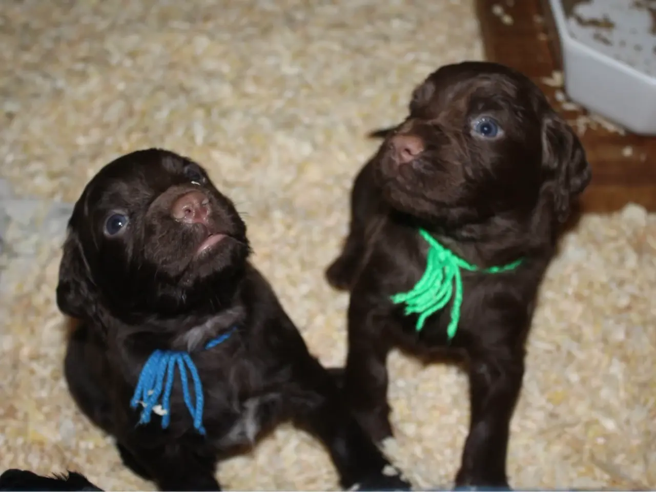 Billede 3 - FT Cocker Spaniel hvalpe med Stamtavle