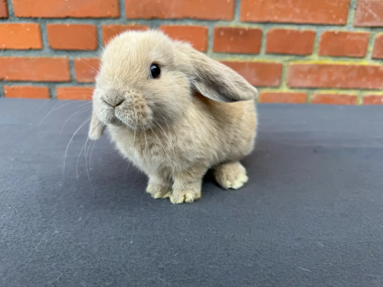 Billede 3 - Mini lop hankanin