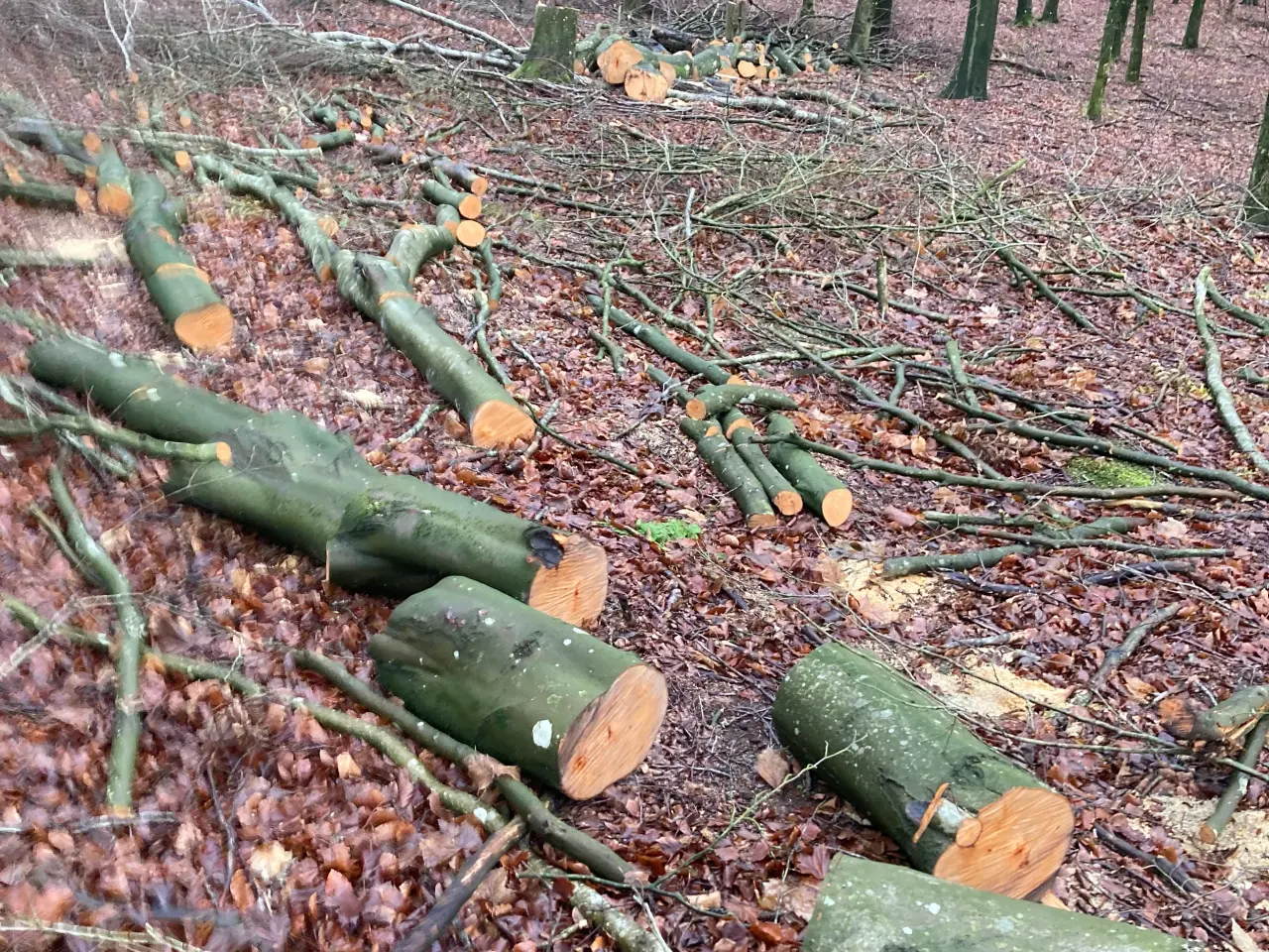 Billede 2 - Nyskovet bøgebrænde 40-10cm dia