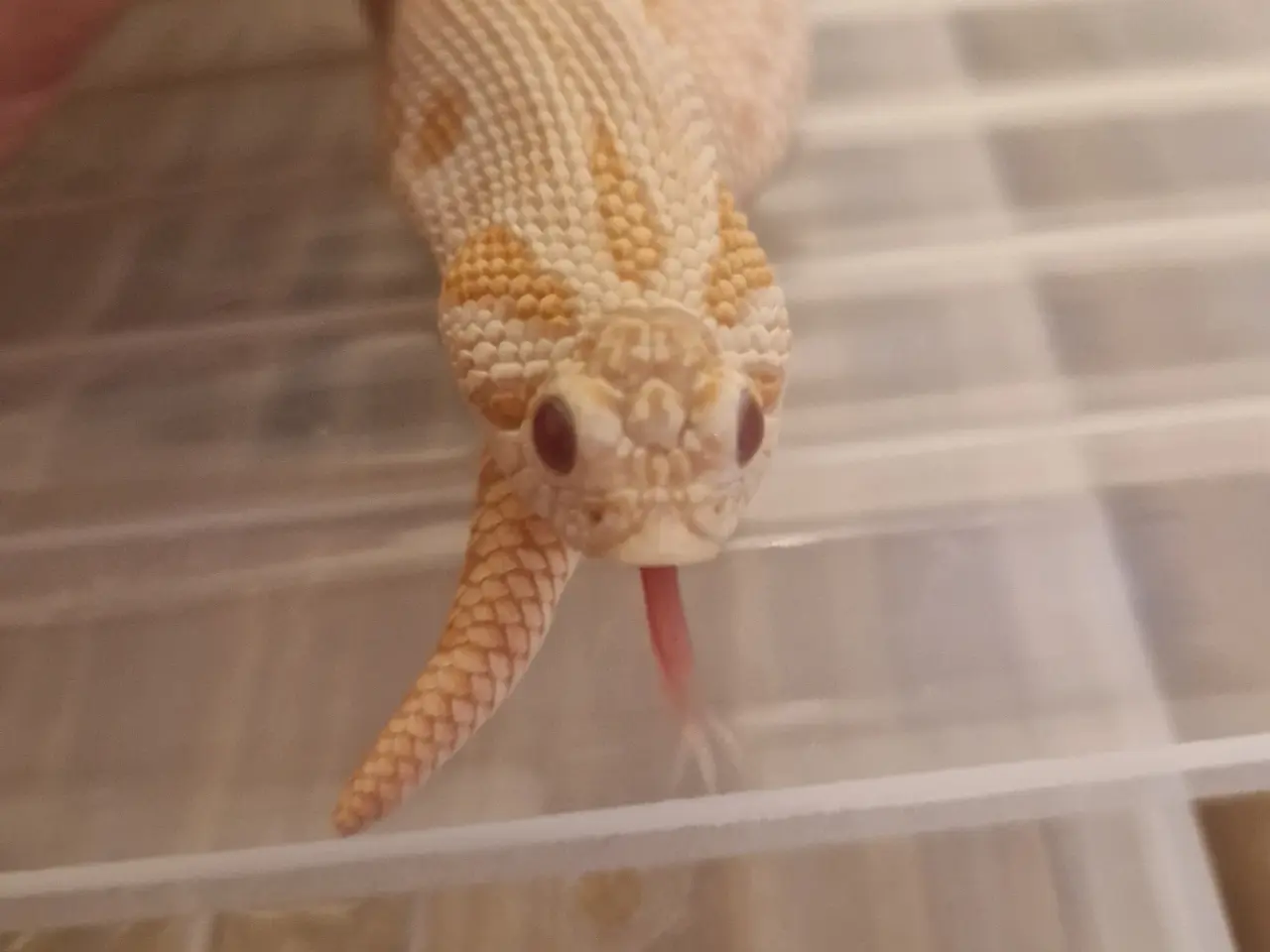 Billede 3 - 0.1 Trynesnog superarctic albino conda het axantic