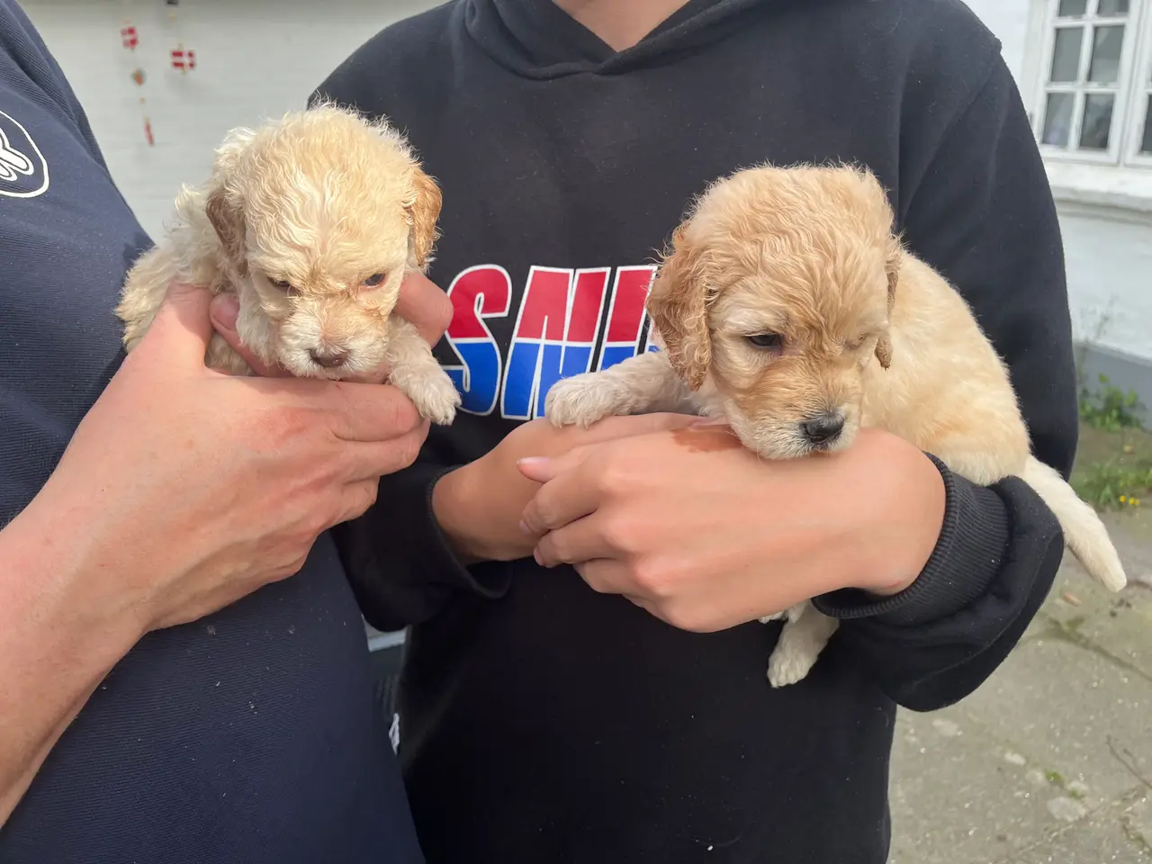 Billede 7 - Labradoodle hvalpe (hanner)