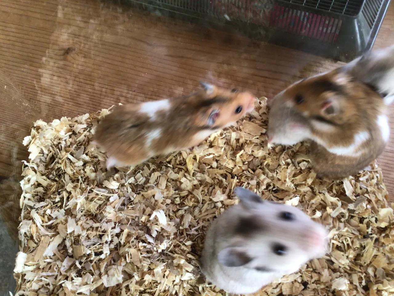 Billede 1 - Kort hårede guldhamster