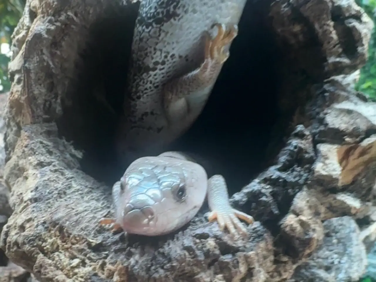 Billede 14 - Snegle skink