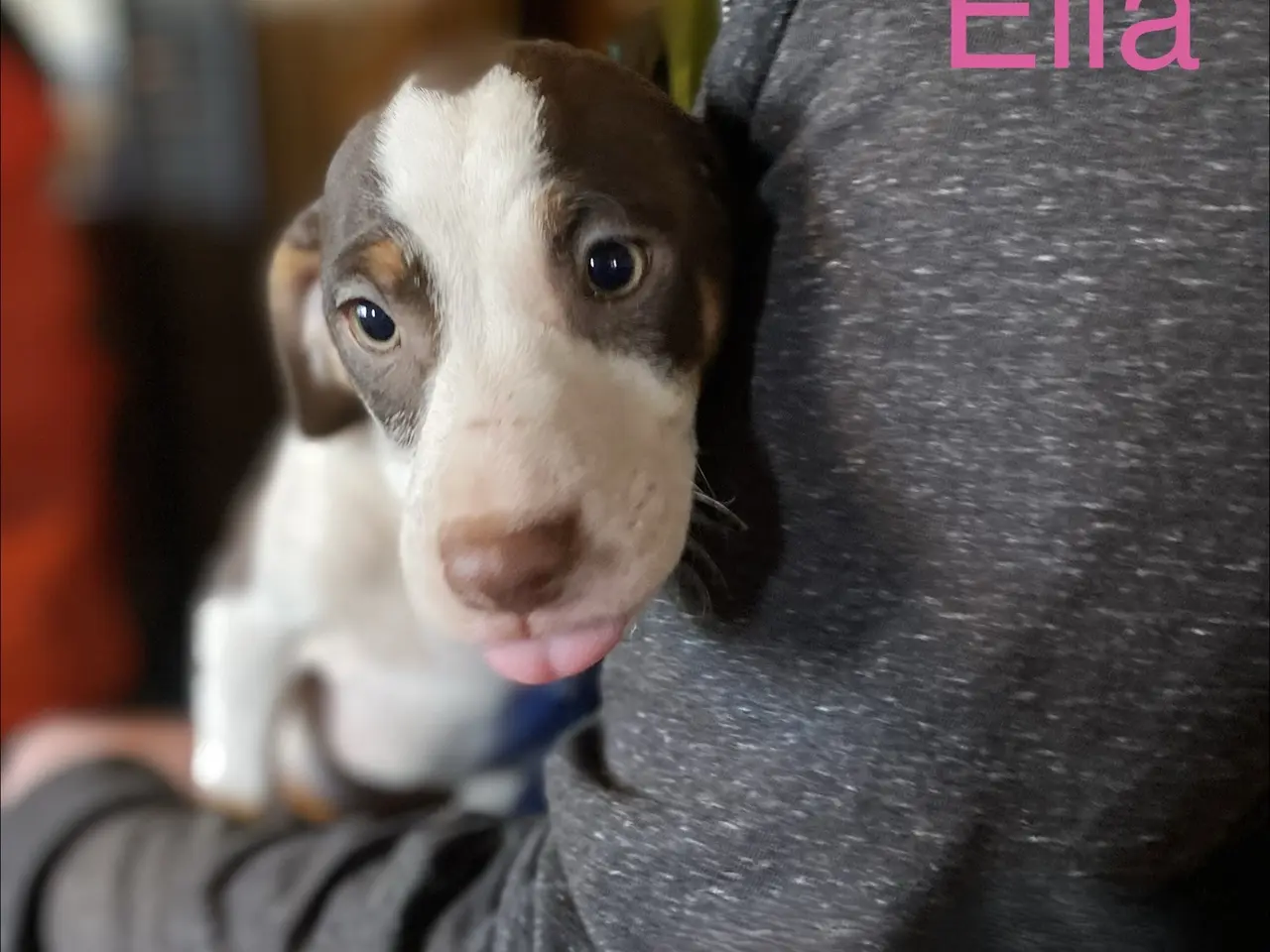 Billede 8 - Hundehvalpe Dansk/svenskgårdhunde