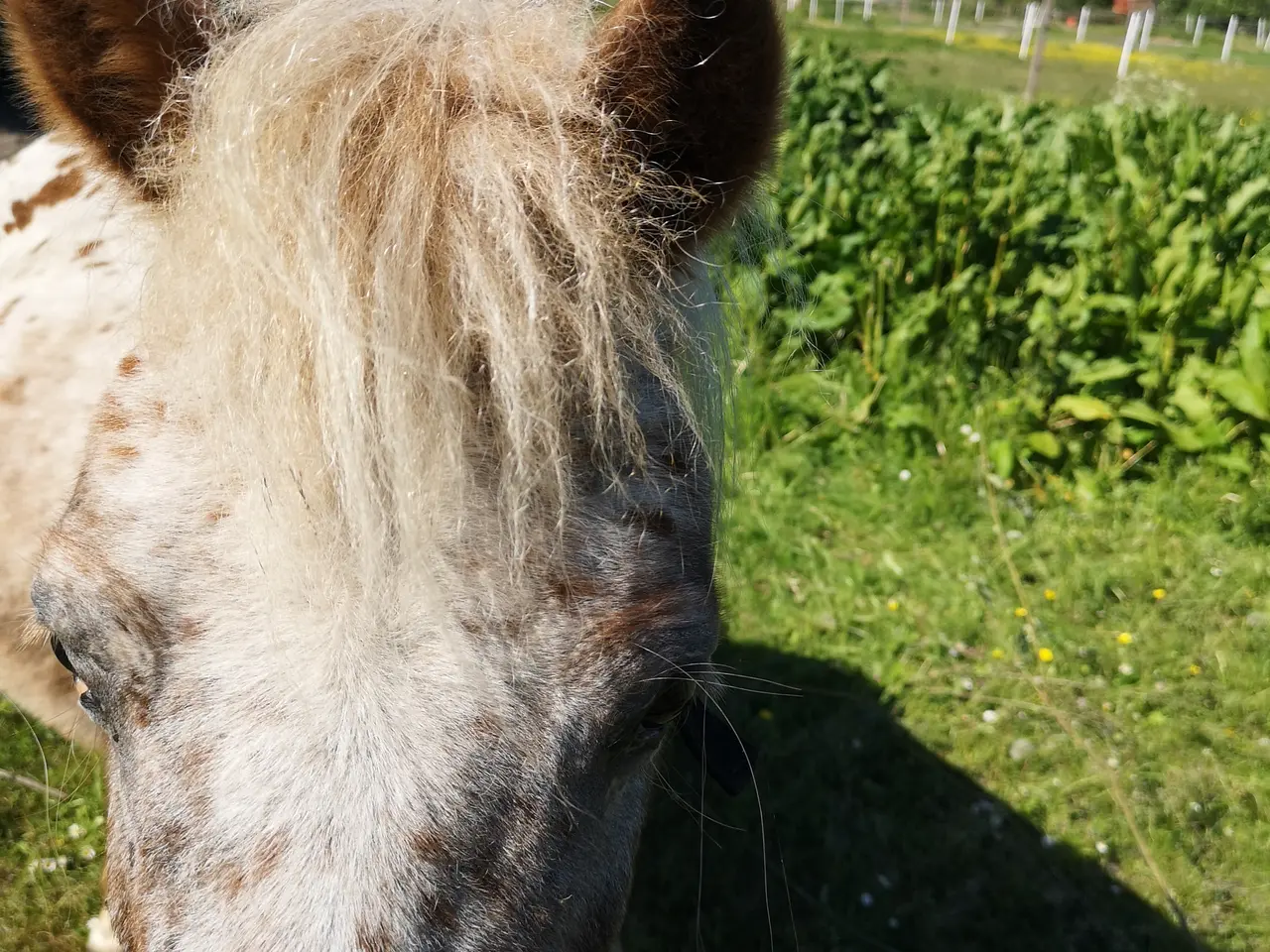 Billede 3 - Knabstrupper pony hoppe 