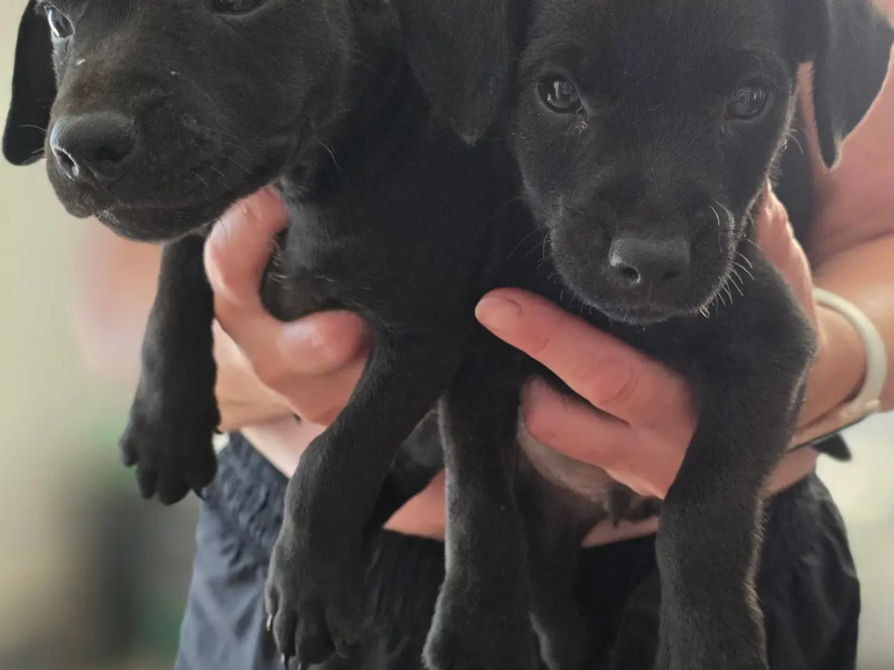 Billede 3 - Patterdale Terrier hvalpe til salg