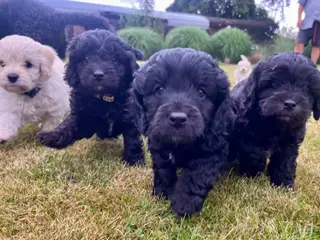 ✨ Cavapoo-hvalpe søger et kærligt hjem ✨ - 2