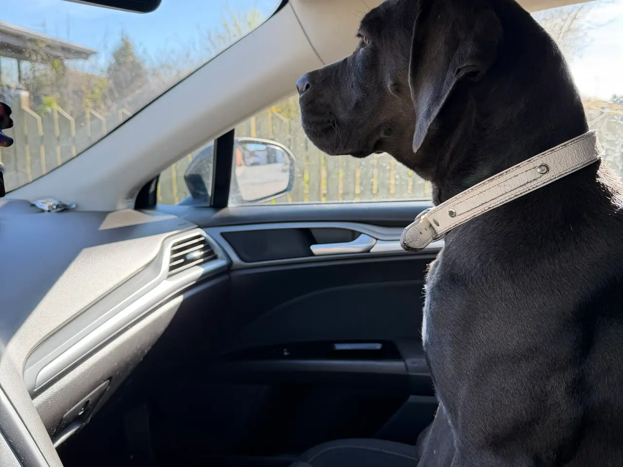 Billede 5 - Cane corso