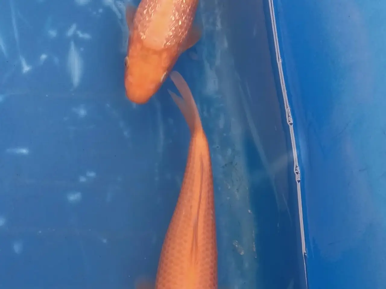 Billede 8 - Koi 20-24 cm