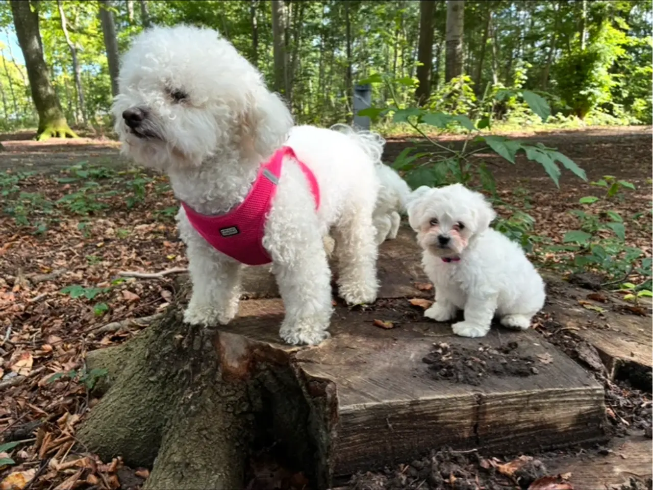 Billede 3 - 🐶💕 2 SKØNNE BICHON FRISÉ PIGEHVALPE SØGER DERES