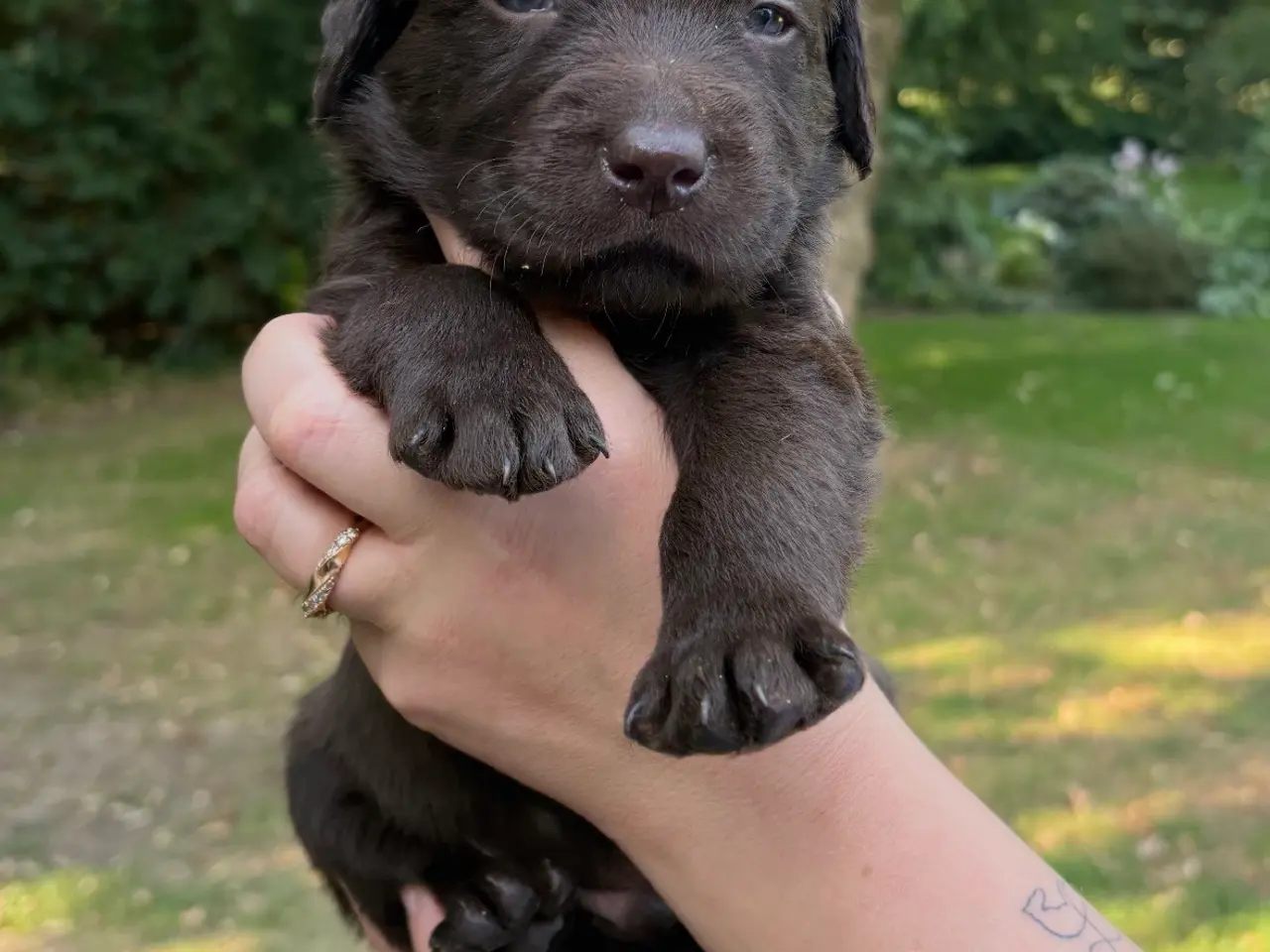 Billede 1 - Helt fantastiske Labradoodle sælges