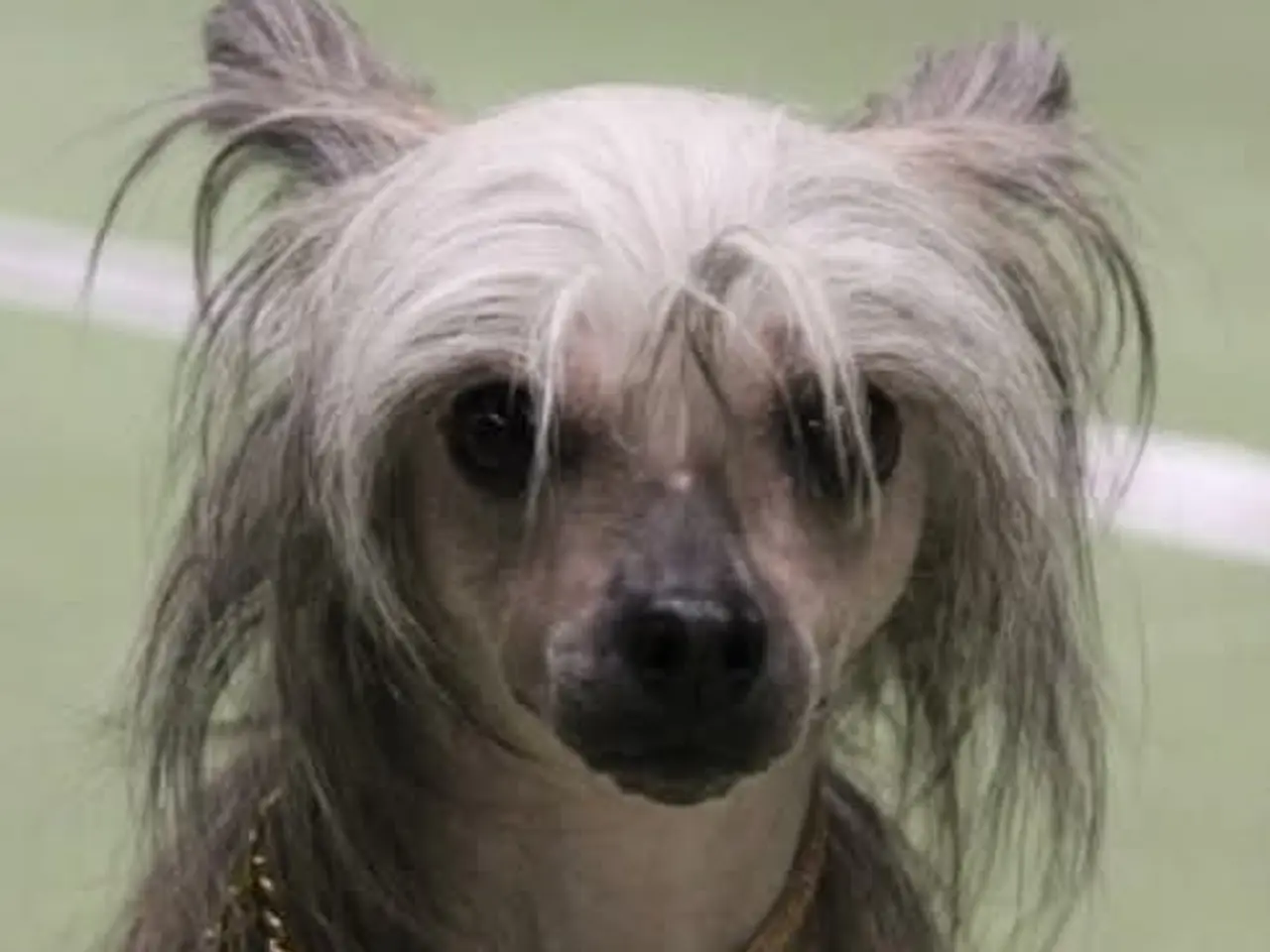 Billede 5 - Chinese crested tæve med dkk stamtavle