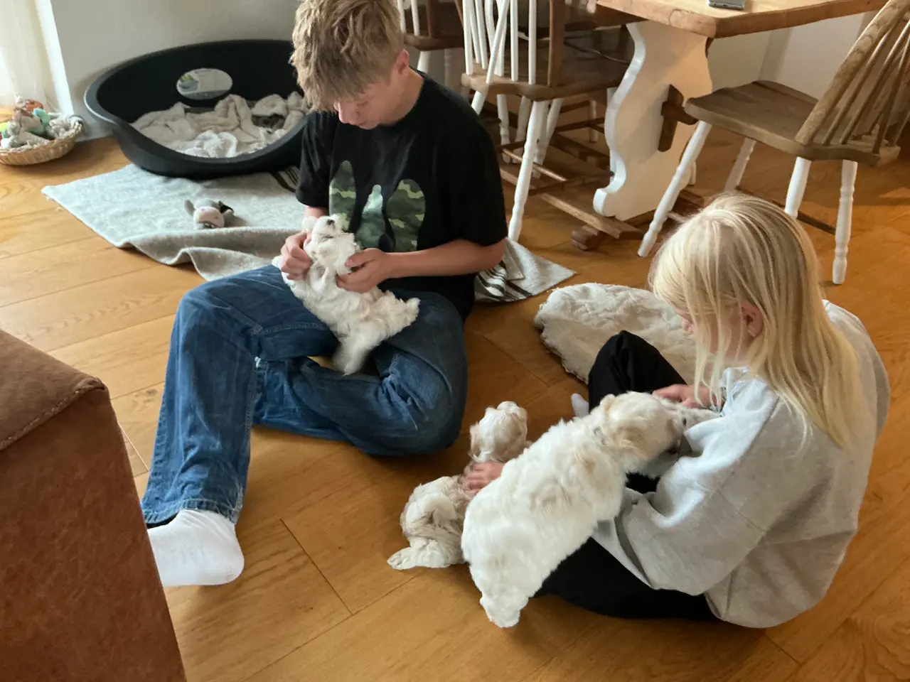 Billede 13 - Malteser/Maltipoo