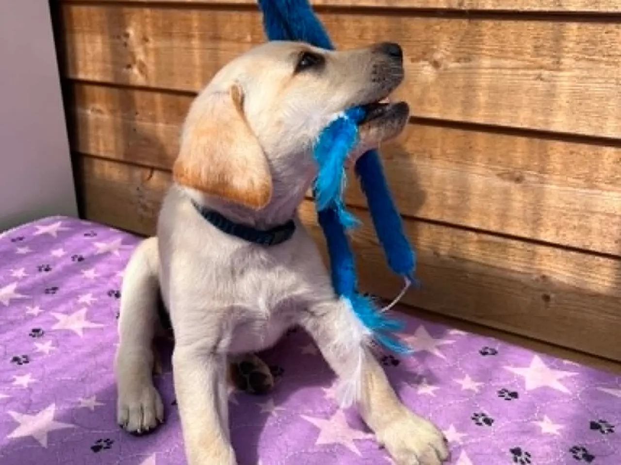 Billede 8 - 💛 Skøn gul Formel 1 Labrador han 💛