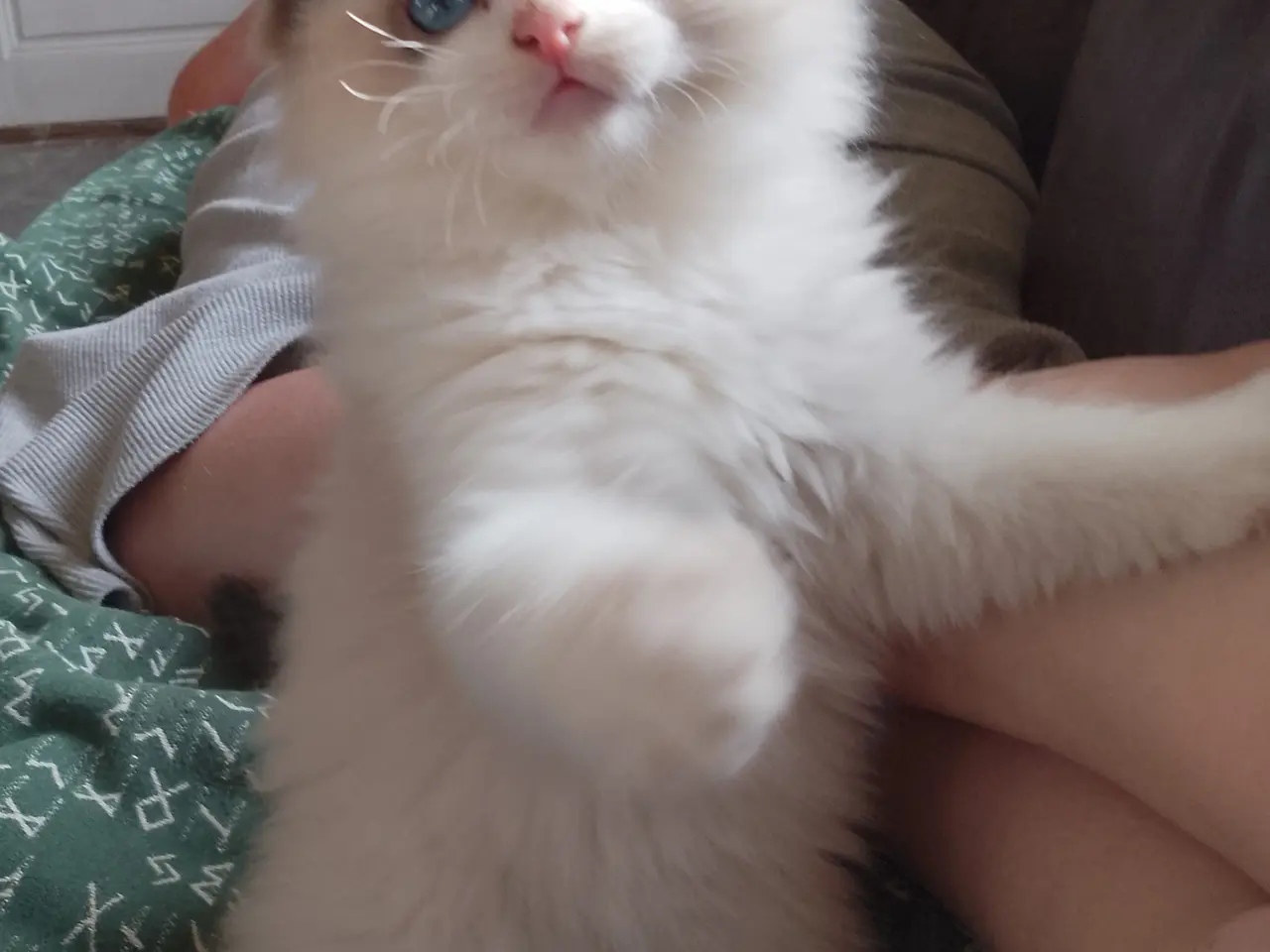 Billede 2 - Ragdoll hun killing