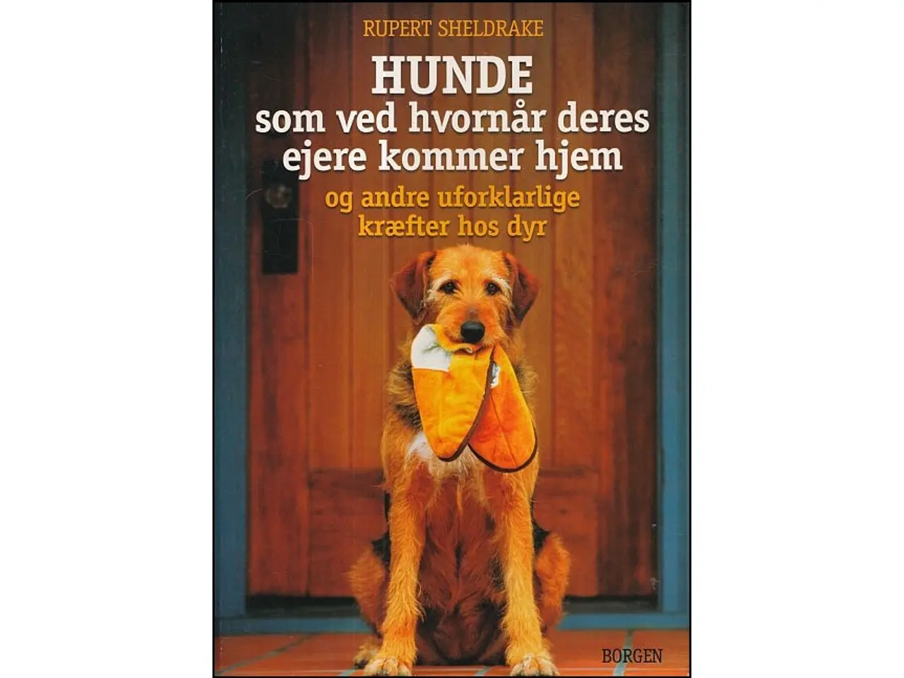 Billede 1 - Hunde som ved hvornår deres ejere kommer hjem