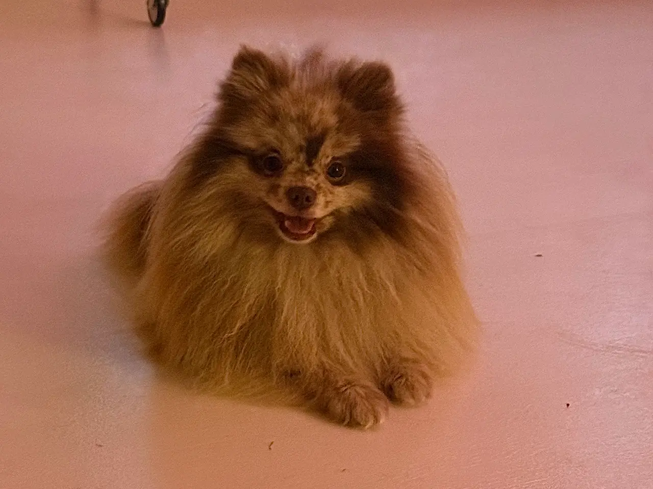 Billede 7 - Pomapoo tæve