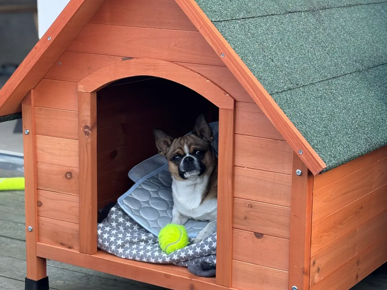 Billede 6 - Dejlig hanhund tilbydes til avl.