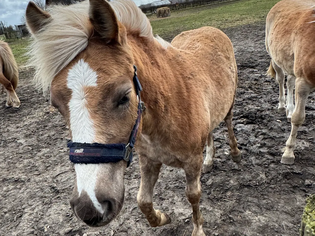 Billede 2 - Haflinger hoppeføl
