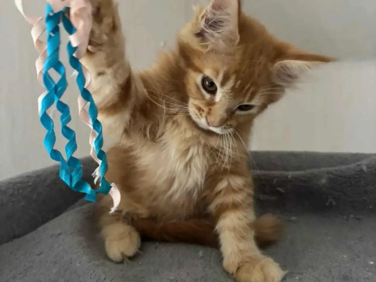 Billede 11 - Maine Coon hankilling