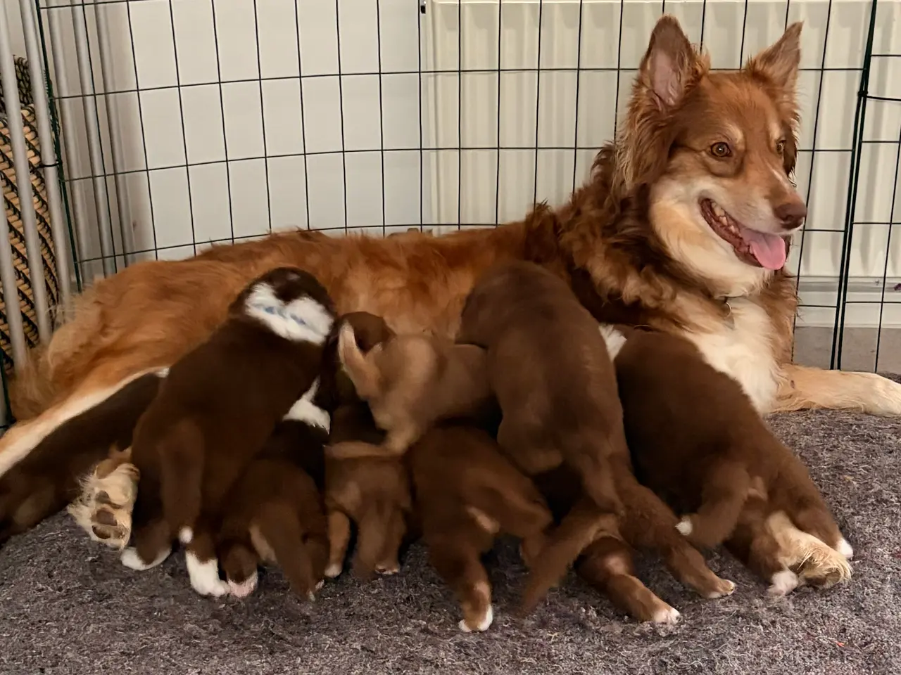 Billede 13 - Australian Shepherd